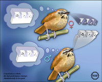 The wrens' duet