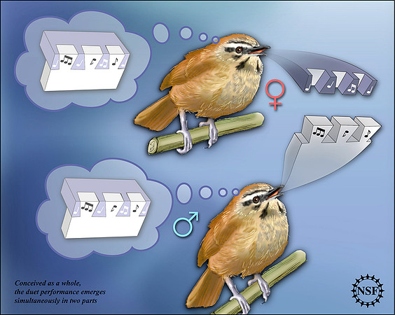 The wrens' duet