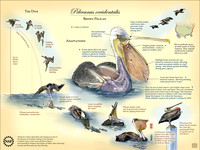 Adaptations, Anatomy and Behavior of the Brown Pelican