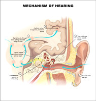 Mechanism of Hering