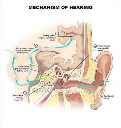 Mechanism of Hering