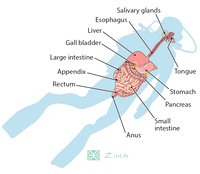 Gastrointestinal tract of diver