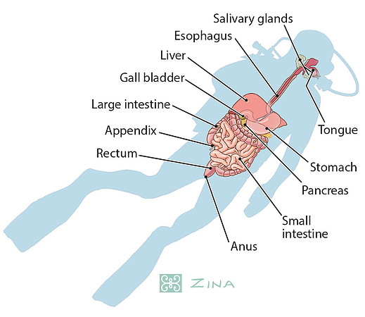 Gastrointestinal tract of diver