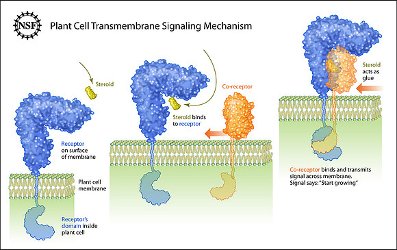 Trans-membrane signalling