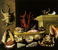 Still life with shells, coral and a box