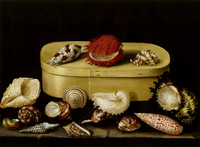 Still life of exotic shells on a boite de copeaux