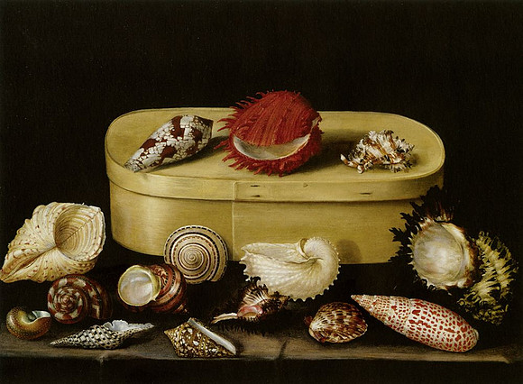 Still life of exotic shells on a boite de copeaux