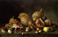 Still life with shells and fruit