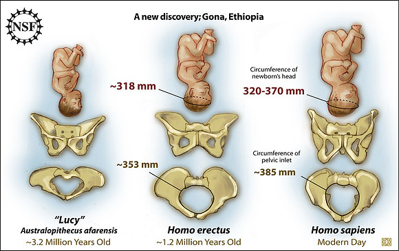Homo erectus Pelvis Has Larger Birth Canal Than Projected