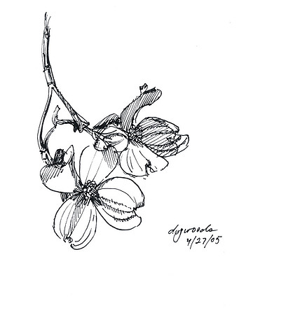 Dogwood Flowers
