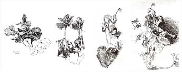 Cyclamens